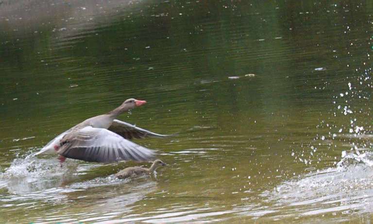 A mother duck flying out of a pond, legs still in water, with its duckling rushing swimming forward alongside