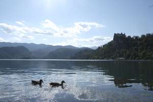 A lake with two ducks swiming in it